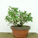 盆栽 楡欅 樹高 約14cm にれけやき Ulmus parvifolia ニレケヤキ 紅葉 ニレ科 落葉樹 観賞用 小品 現品 送料無料