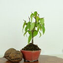 盆栽 欅 樹高 約9cm けやき Zelkova serrata ケヤキ 紅葉 ニレ科 ケヤキ属 落葉樹 観賞用 小品 現品