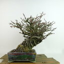 盆栽 梅 長寿梅 樹高 約21cm ちょうじゅばい Chaenomeles japonica 'Chojubai' チョウジュバイ バラ科 ボケ属 落葉樹 観賞...