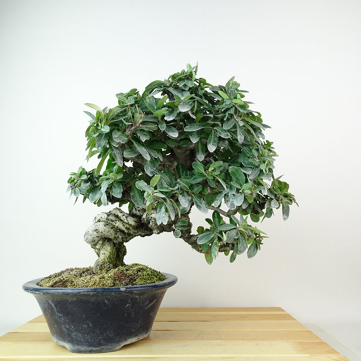 盆栽 ピラカンサ 樹高 約26cm Pyracantha バラ科 常緑樹 観賞用 現品