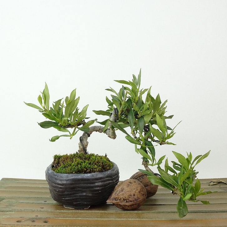 盆栽 梔子 喜代誉 樹高 上下 約12cm くちなし Gardenia jasminoides クチナシ アカネ科 クチナシ属 常緑樹 観賞用 小品 現品 送料無料