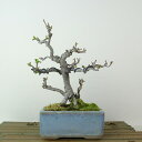 盆栽 海棠 樹高 約16cm かいどう Malus micromalus カイドウ バラ科 落葉樹 観賞用 小品 現品 送料無料