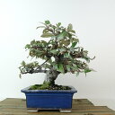 盆栽 寒茱萸 樹高 約17cm かんぐみ Elaeagnus カングミ グミ科 常緑樹 観賞用 小品 現品 送料無料