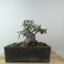 盆栽 寒茱萸 樹高 約15cm かんぐみ Elaeagnus カングミ グミ科 常緑樹 観賞用 小品 現品 送料無料