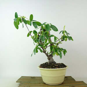 盆栽 木通 樹高 約25cm あけび Akebia quinata アケビ 白 つる性 アケビ科 落葉樹 観賞用 現品 送料無料