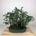 盆栽 梅 長寿梅 樹高 約30cm ちょうじゅばい Chaenomeles japonica 'Chojubai' チョウジュバイ バラ科 ボケ属 落葉樹 観賞...