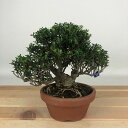盆栽 黄楊 姫ツゲ 樹高 約12cm つげ Buxus microphylla var. japonica ツゲ 柘植 ツゲ科 常緑樹 観賞用 小品 現品