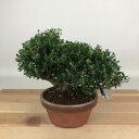 盆栽 黄楊 姫ツゲ 樹高 約12cm つげ Buxus microphylla var. japonica ツゲ 柘植 ツゲ科 常緑樹 観賞用 小品 現品