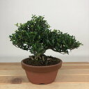 盆栽 黄楊 姫ツゲ 樹高 約12cm つげ Buxus microphylla var. japonica ツゲ 柘植 ツゲ科 常緑樹 観賞用 小品 現品