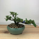 盆栽 梔子 一寸法師 樹高 約8cm くちなし Gardenia jasminoides クチナシ アカネ科 クチナシ属 常緑樹 観賞用 小品 現品