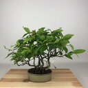 盆栽 随菜 樹高 約23cm ずいな Itea japonica ズイナ ユキノシタ科 ズイナ属 落葉樹 観賞用 現品 送料無料
