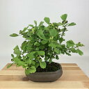 盆栽 山査子 樹高 約21cm さんざし Crataegus cuneata サンザシ 白 バラ科 サンザシ属 落葉樹 観賞用 現品 送料無料