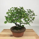 盆栽 山査子 樹高 約21cm さんざし Crataegus cuneata サンザシ 白 バラ科 サンザシ属 落葉樹 観賞用 現品 送料無料