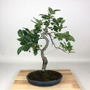 盆栽 山査子 ルビーサンザシ 樹高 約42cm さんざし Crataegus cuneata サンザシ バラ科 サンザシ属 落葉樹 観賞用 現品 送料無料