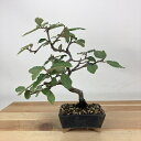 盆栽 寒茱萸 樹高 約16cm かんぐみ Elaeagnus カングミ グミ科 常緑樹 観賞用 小品 現品 送料無料