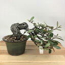 盆栽 寒茱萸 樹高 上下 約10cm かんぐみ Elaeagnus カングミ グミ科 常緑樹 観賞用 小品 現品