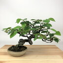 盆栽 花梨 樹高 約16cm かりん Pseudocydonia sinensis カリン バラ科 落葉樹 観賞用 小品 現品 送料無料