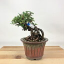 盆栽 群雀 樹高 約12cm むれすずめ Caragana sinica ムレスズメ マメ科 ムレスズメ属 落葉低木 観賞用 小品 現品 送料無料