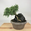 盆栽 黄梅 樹高 約18cm おうばい Jasminum nudiflorum オウバイ 小葉性 石付 半つる性 モクセイ科 ソケイ属 落葉樹 観賞用 小品 現...