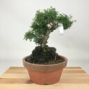 盆栽 黄梅 樹高 約20cm おうばい Jasminum nudiflorum オウバイ 小葉性 石付 半つる性 モクセイ科 ソケイ属 落葉樹 観賞用 小品 現...