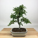 盆栽 ピラカンサ 樹高 約22cm Pyracantha バラ科 常緑樹 観賞用 現品 送料無料