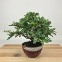 盆栽 ピラカンサ 樹高 約14cm Pyracantha バラ科 常緑樹 観賞用 小品 現品 送料無料