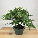 盆栽 ピラカンサ 樹高 約17cm Pyracantha バラ科 常緑樹 観賞用 小品 現品 送料無料