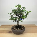 盆栽 ピラカンサ 樹高 約16cm Pyracantha バラ科 常緑樹 観賞用 小品 現品