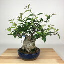 盆栽 梅擬 樹高 約27cm うめもどき Ilex serrata ウメモドキ モチノキ科 落葉樹 観賞用 現品
