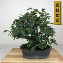 盆栽 花梨 樹高 約27cm かりん 高級盆栽 Pseudocydonia sinensis カリン バラ科 落葉樹 観賞用 現品