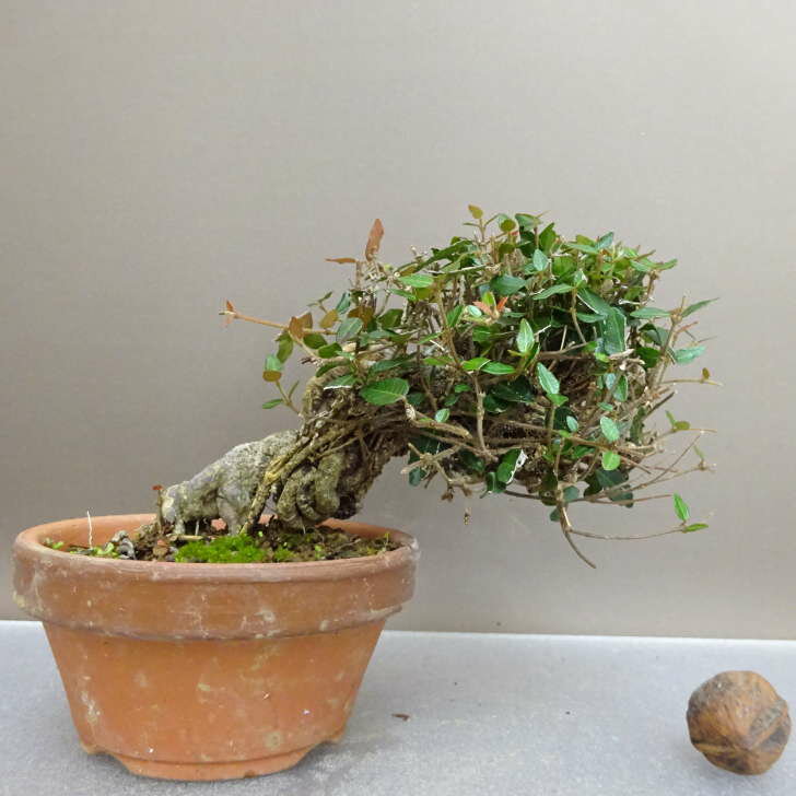 盆栽 縮緬葛 樹高 約11cm ちりめんかずら tirimenkazura チリメンカズラ テイカカズラ属 つる性 常緑樹..