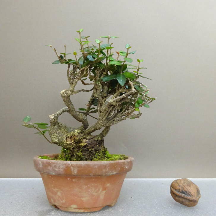 盆栽 縮緬葛 樹高 約12.5cm ちりめんかずら tirimenkazura チリメンカズラ テイカカズラ属 つる性 常緑..