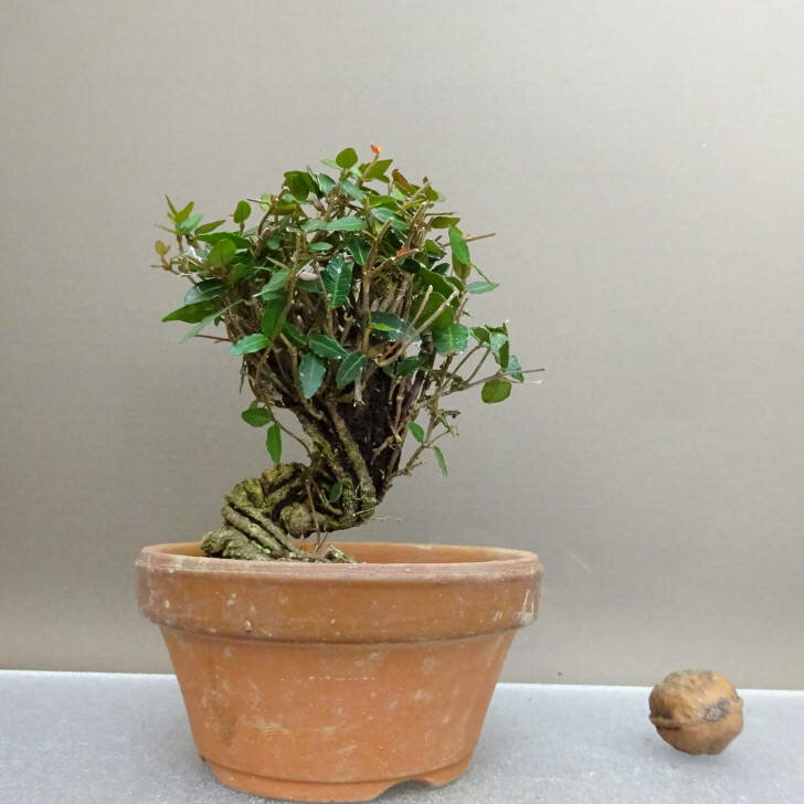 盆栽 縮緬葛 樹高 約12.5cm ちりめんかずら tirimenkazura チリメンカズラ テイカカズラ属 つる性 常緑..