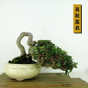 盆栽 縮緬葛 樹高 上下 約14cm ちりめんかずら 高級盆栽 tirimenkazura チリメンカズラ テイカカズラ属 つる性 常緑樹 観賞用 小品 現品