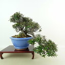 盆栽 縮緬葛 樹高 上下 約22cm ちりめんかずら tirimenkazura チリメンカズラ 懸崖 テイカカズラ属 つる性 常緑樹 観賞用 現品