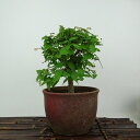 盆栽 欅 樹高 約15cm けやき Zelkova serrata ケヤキ 紅葉 ニレ科 ケヤキ属 落葉樹 観賞用 小品 現品 送料無料