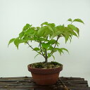 盆栽 山法師 樹高 約16cm やまぼうし Cornus kousa ヤマボウシ 紅葉 ミズキ科 落葉樹 観賞用 小品 現品