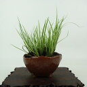 盆栽 石菖 樹高 約11cm せきしょう Acorus gramineus セキショウ 斑入り ショウブ科 ショウブ属 常緑多年生 観賞用 小品 現品