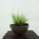 盆栽 石菖 樹高 約8cm せきしょう Acorus gramineus セキショウ 斑入り ショウブ科 ショウブ属 常緑多年生 観賞用 小品 現品