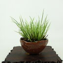 盆栽 石菖 樹高 約8cm せきしょう Acorus gramineus セキショウ 斑入り ショウブ科 ショウブ属 常緑多年生 観賞用 小品 現品