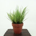 盆栽 石菖 樹高 約11cm せきしょう Acorus gramineus セキショウ 斑入り ショウブ科 ショウブ属 常緑多年生 観賞用 小品 現品