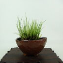 盆栽 石菖 樹高 約8cm せきしょう Acorus gramineus セキショウ 斑入り ショウブ科 ショウブ属 常緑多年生 観賞用 小品 現品