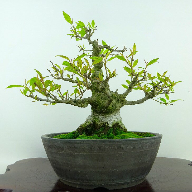 盆栽 梅擬 樹高 約23cm うめもどき Ilex serrata ウメモドキ モチノキ科 落葉樹 観賞用 現品 送料無料