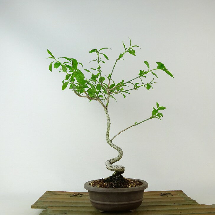 盆栽 真弓 樹高 約19cm まゆみ Euonymus sieboldianus マユミ ニシキギ科 落葉広葉樹 観賞用 小品 現品 送料無料