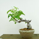 ~ Pь ~  14cm Ђ߂ Malus prunifolia qS o S t Ϗܗp i i 