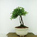 盆栽 磯山椒 樹高 約22cm いそざんしょう Osteomeles anthyllidifolia イソザンショウ 根上り バラ科 テンノウウメ属 常緑樹 観賞用 現品 送料無料