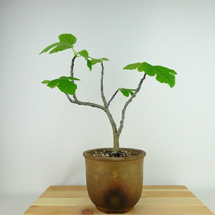 盆栽 無花果 樹高 約27cm いちじく Ficus carica イチジク クワ科 イチジク属 落葉樹 観賞用 現品 送料無料