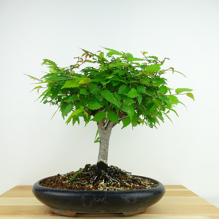 盆栽 欅 樹高 約22cm けやき Zelkova serrata ケヤキ 紅葉 ニレ科 ケヤキ属 落葉樹 観賞用 現品