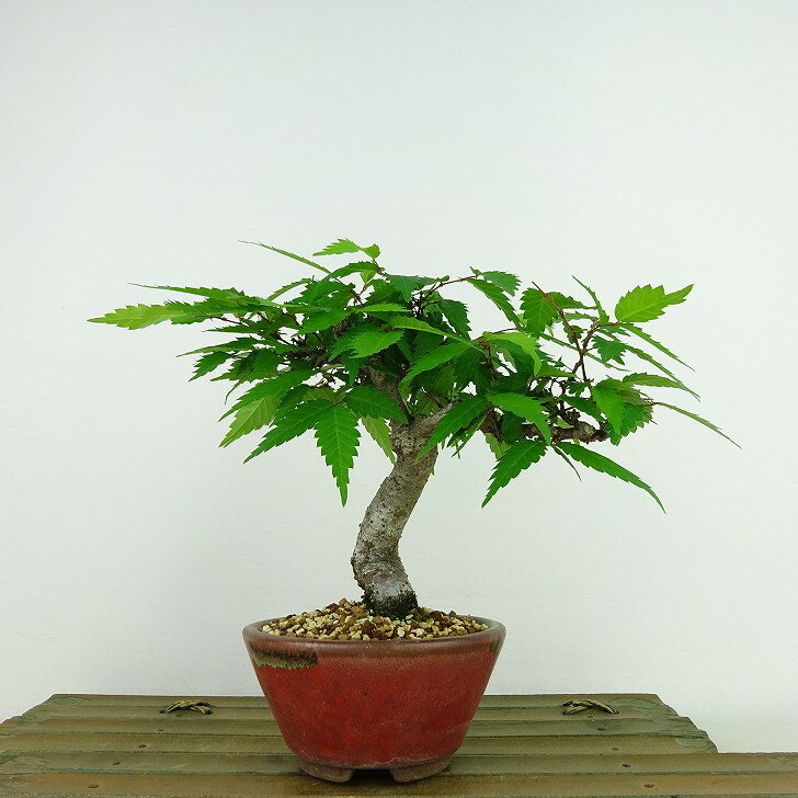 盆栽 欅 樹高 約14cm けやき Zelkova serrata ケヤキ 紅葉 ニレ科 ケヤキ属 落葉樹 観賞用 小品 現品