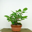 盆栽 梅擬 樹高 約14cm うめもどき Ilex serrata ウメモドキ モチノキ科 落葉樹 観賞用 小品 現品